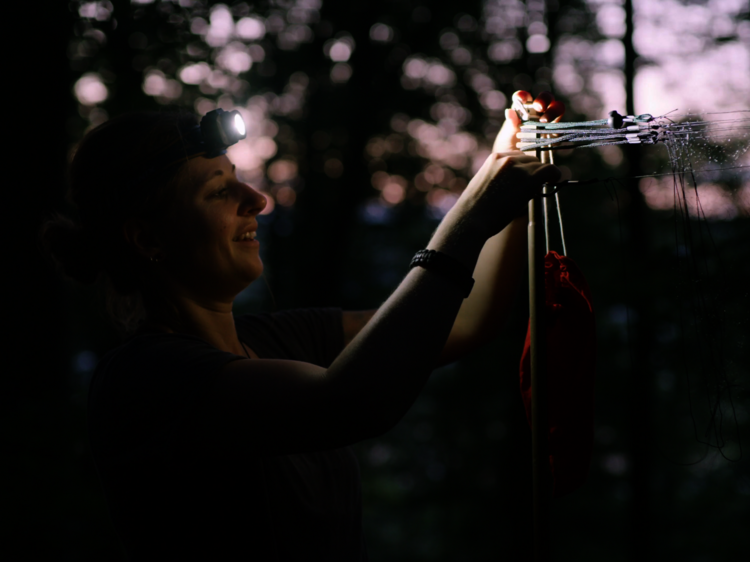 Fledermausforscherin Dagmar Schindler und ihr Team fangen nachts Mopsfledermäuse, um ihre geheimen Quartiere aufzuspüren. Foto: koebri films