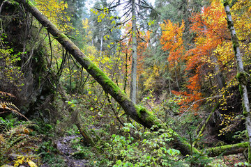 Alt- und Totholz in einem Wald im Alb-Wutach-Gebiet. Foto: NABU/S. Mathias