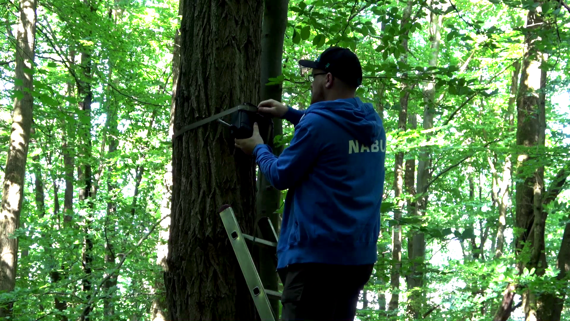 Ehrenamtliche hängen im NABU-Mopsfledermausprojekt Aufnahmegeräte im Wald auf. Foto: NABU/R. Pfeifle